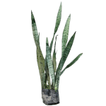 Plant Buy Online
